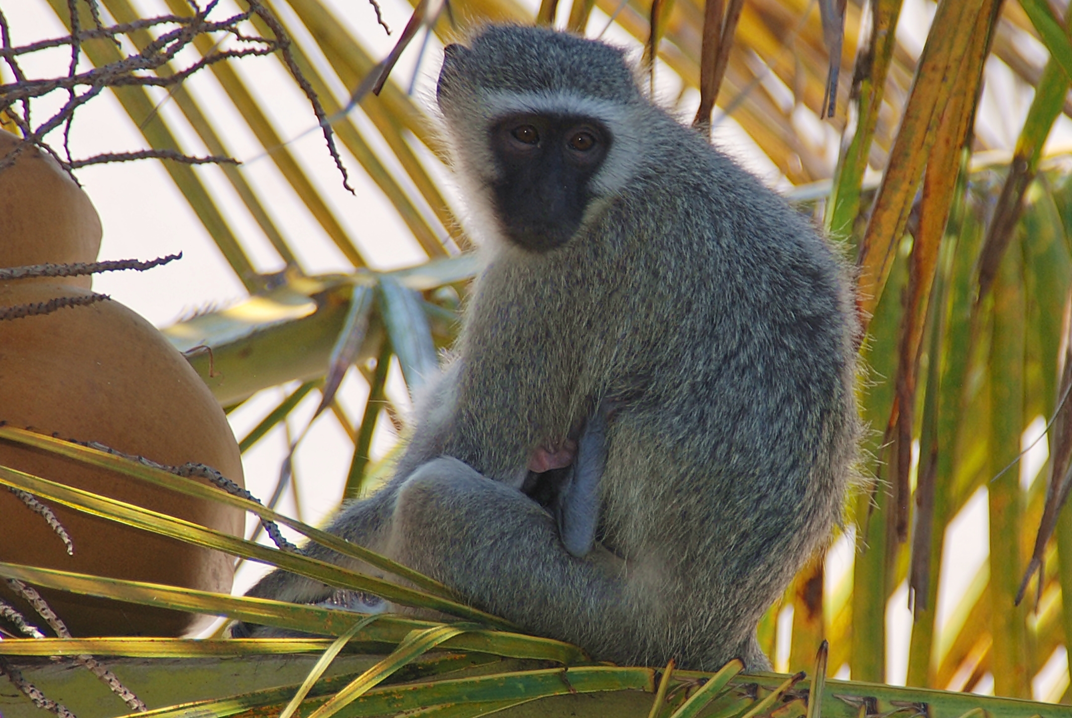 A easy going Monkey in palm tree gazing into the far distance