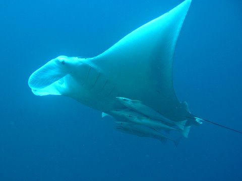 A big Manta Ray with Remora fish swimming with the Manta ray.  Clear blue water and great visibility  